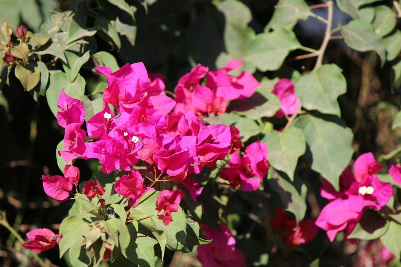 Villa Kiskadee - Beautiful Mountain Views With Private Pool 케포스 외부 사진